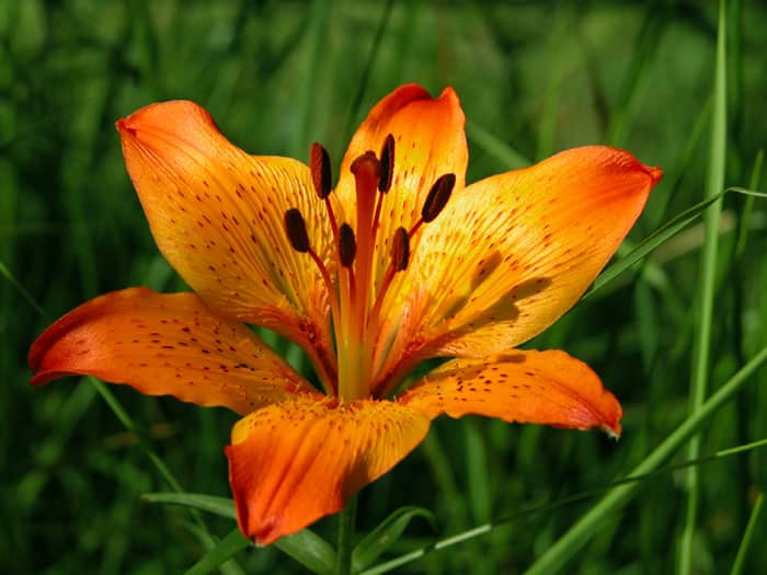 solstizio d'estate significato esoterico e il giglio di san giovanni