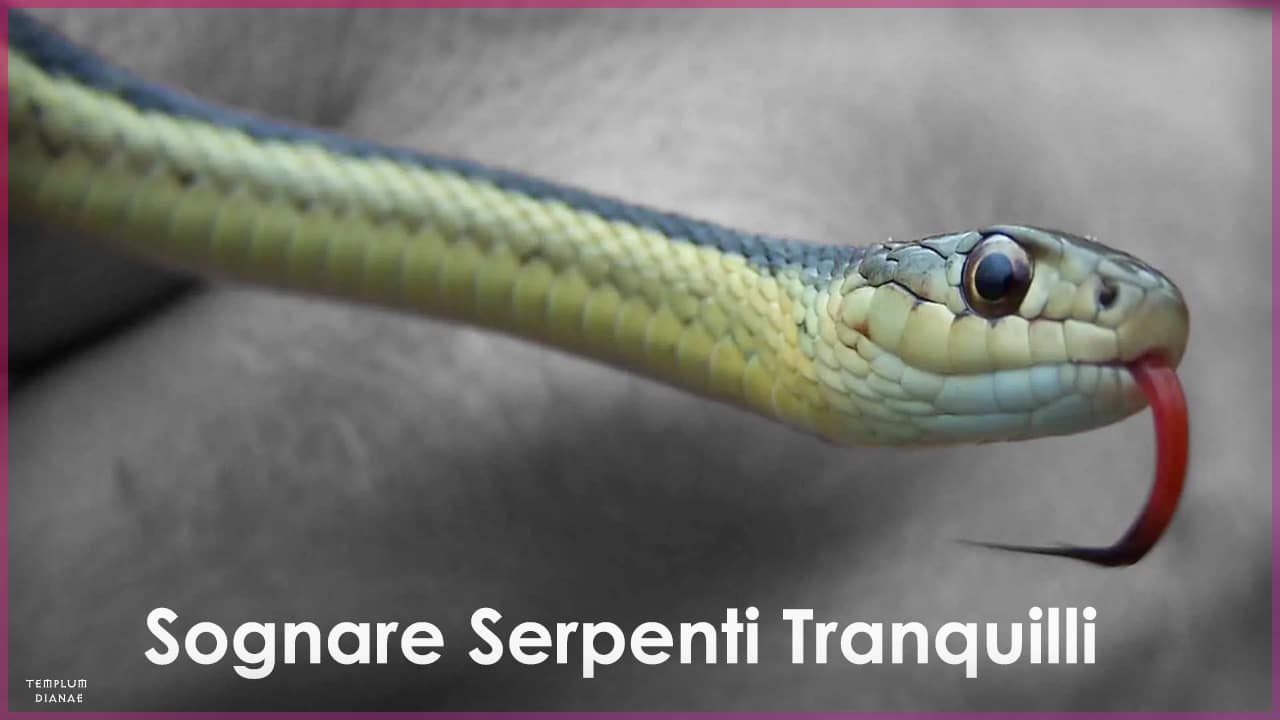 sognare serpenti tranquilli