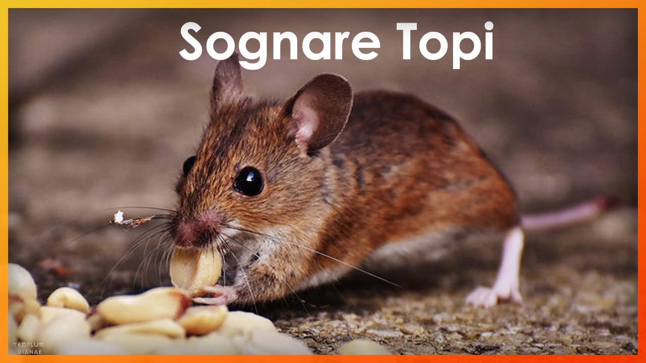 sognare topi