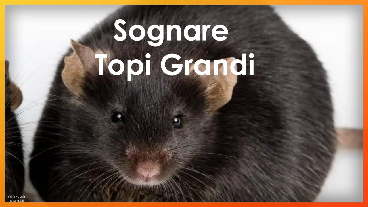 sognare topi grandi