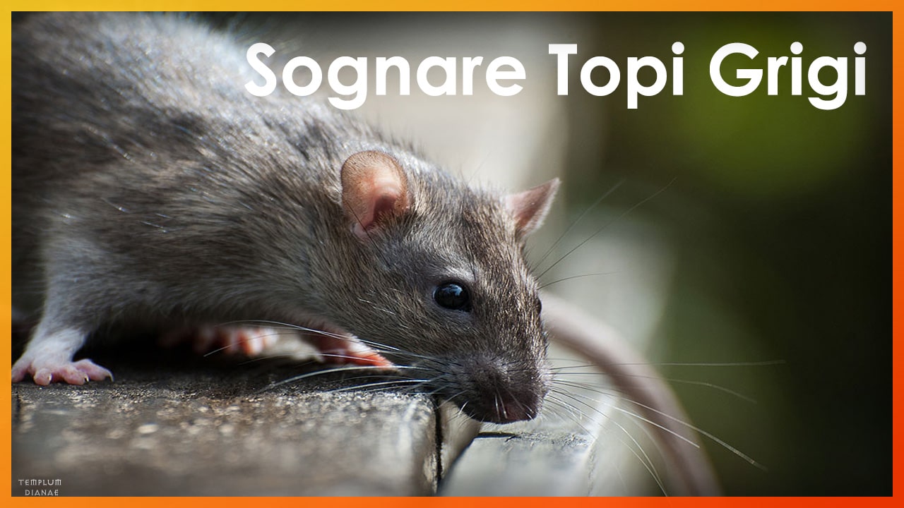 sognare topi grigi