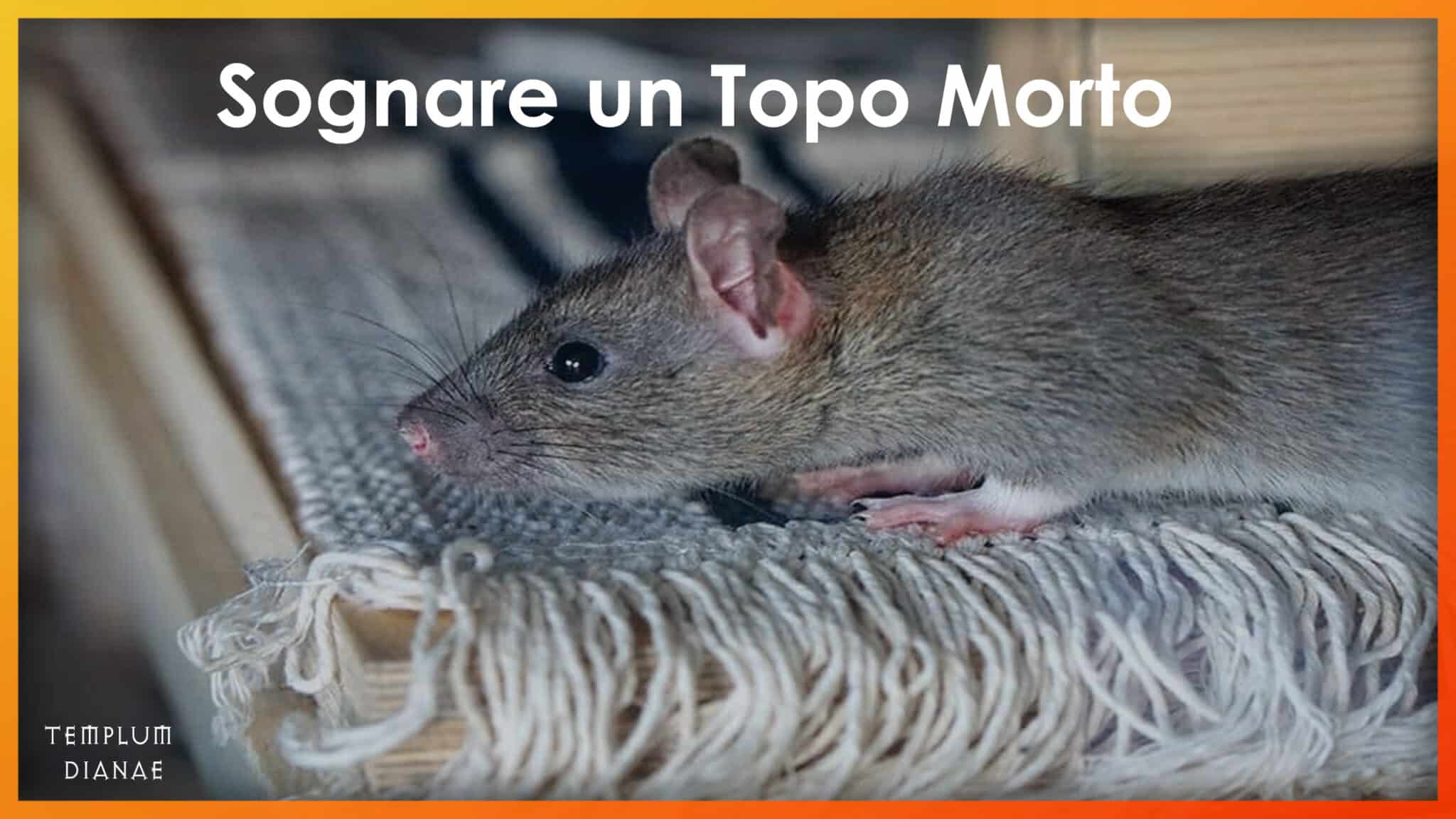 sognare un topo morto